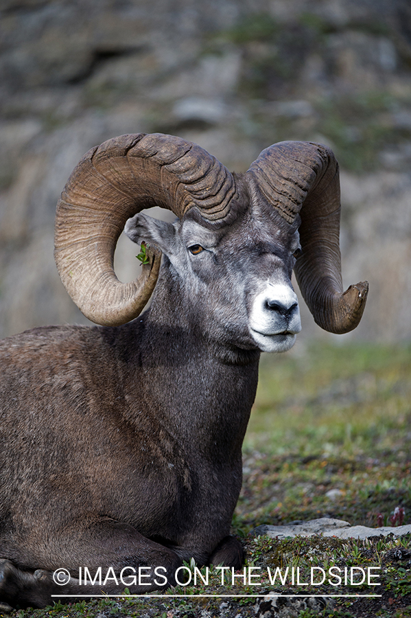 Bighorn sheep in habitat.