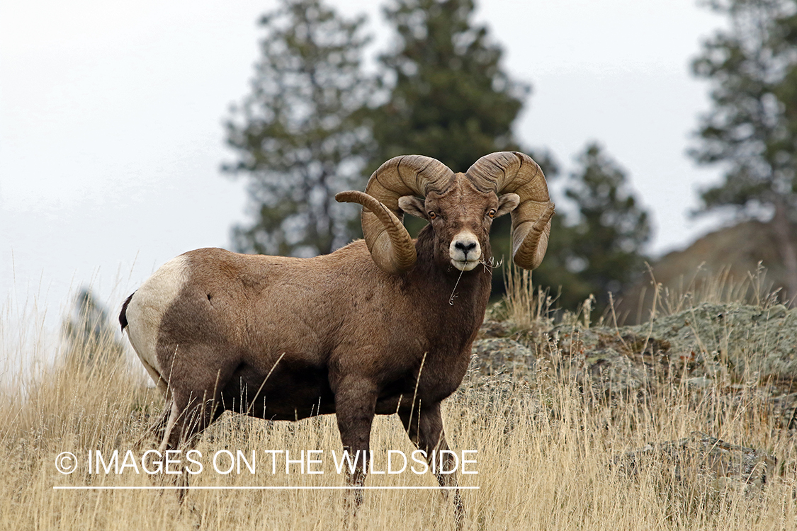 Bighorn sheep in habitat.