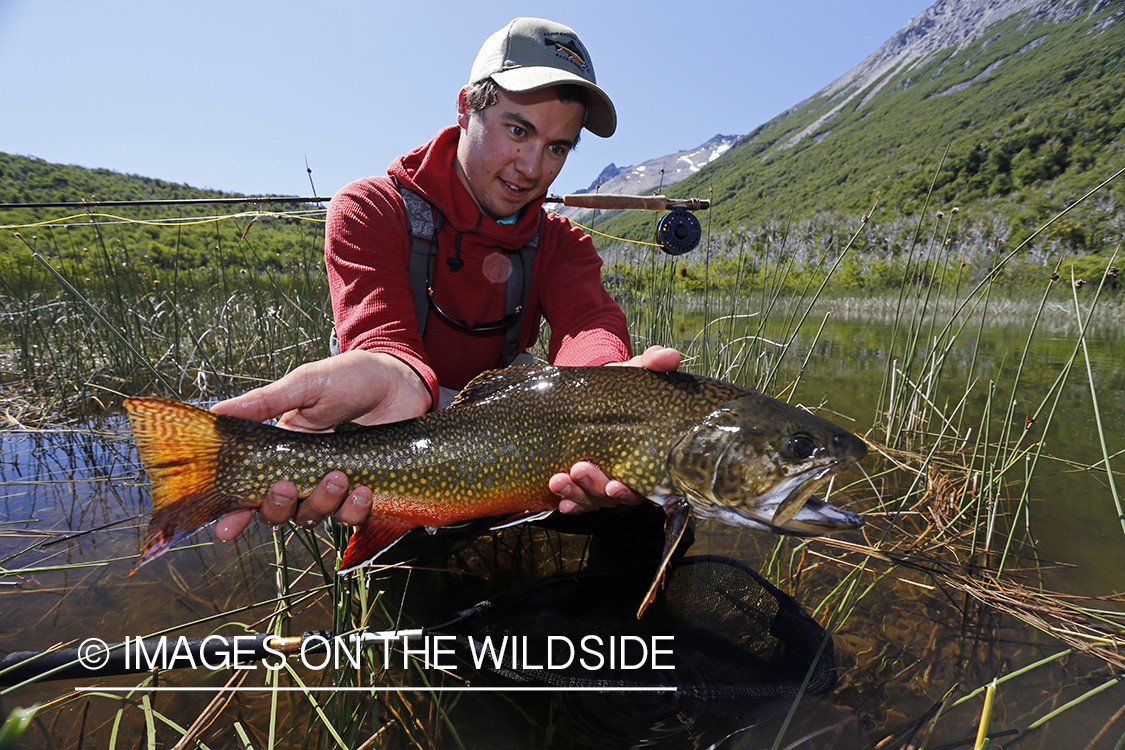 Flyfisherman releasing brook trout.