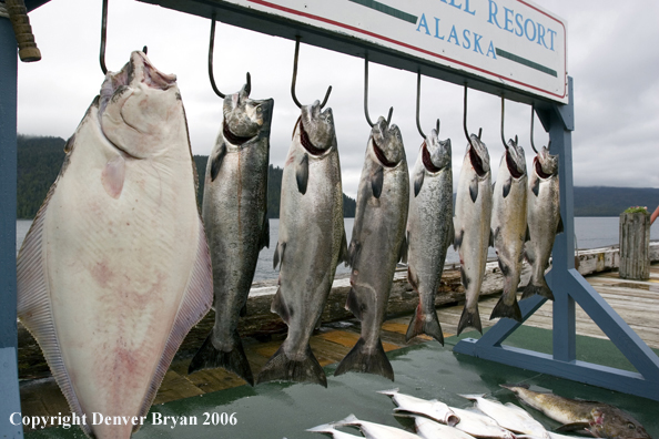 Halibut and salmon catch on hooks.  (Alaska/Canada)