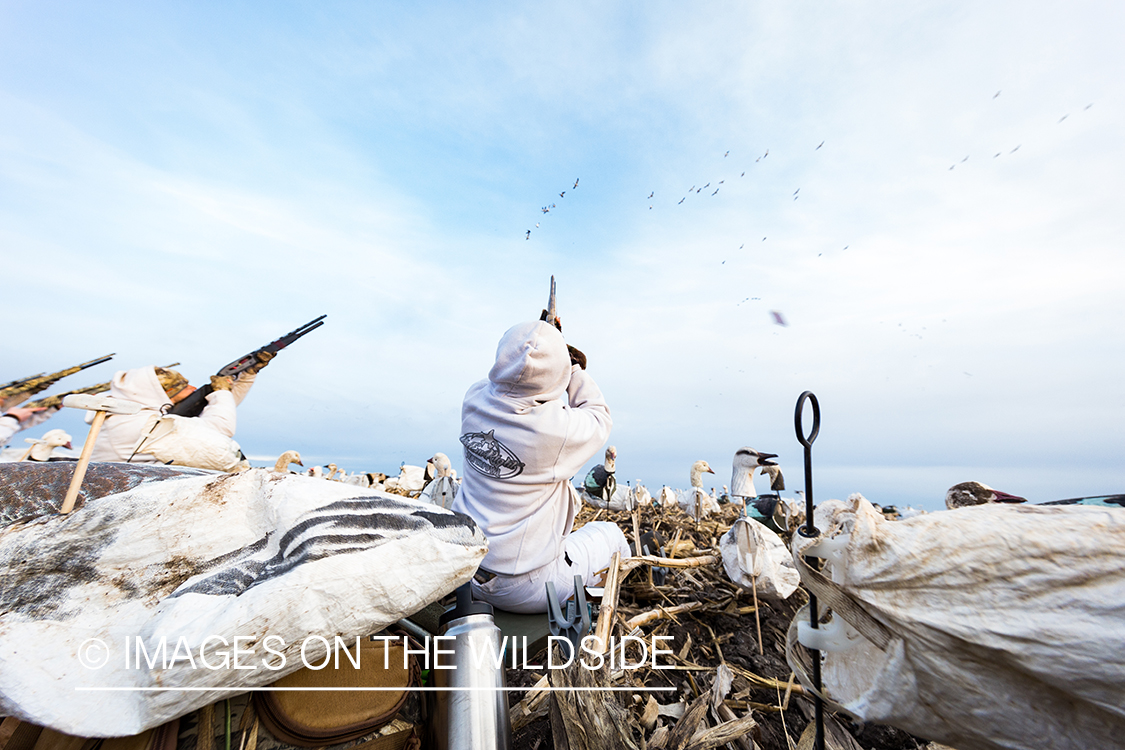 Hunters shooting geese.