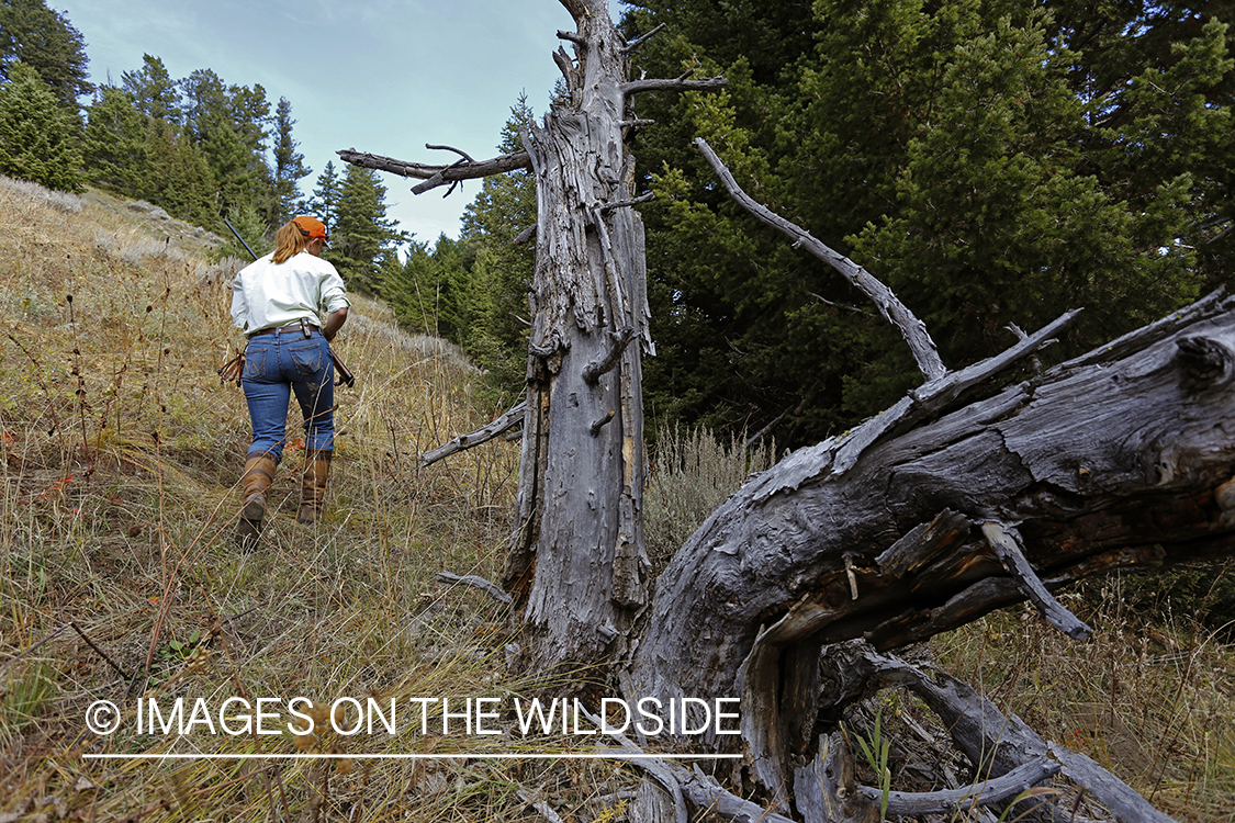 Upland game bird hunter in field hunting Dusky (mountain) grouse.