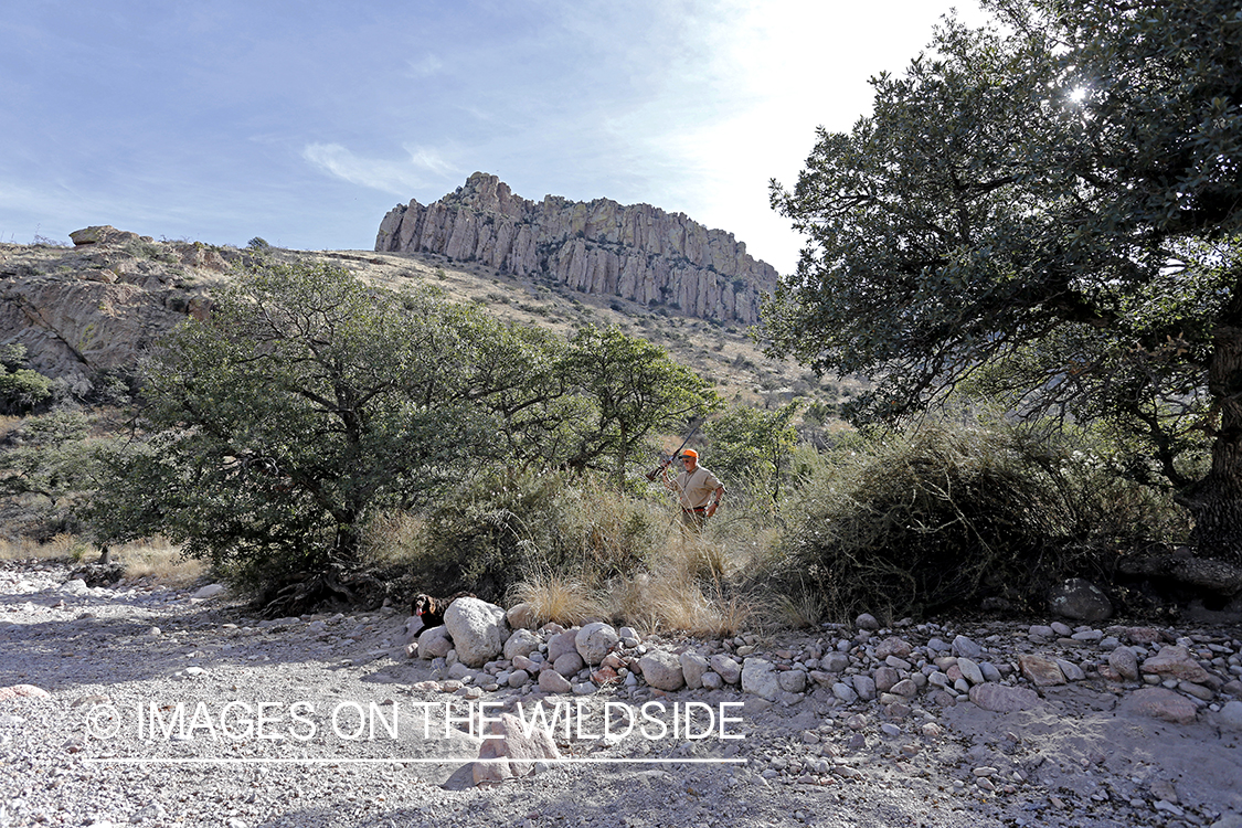 Hunter with Boykin spaniel hunting desert quail.