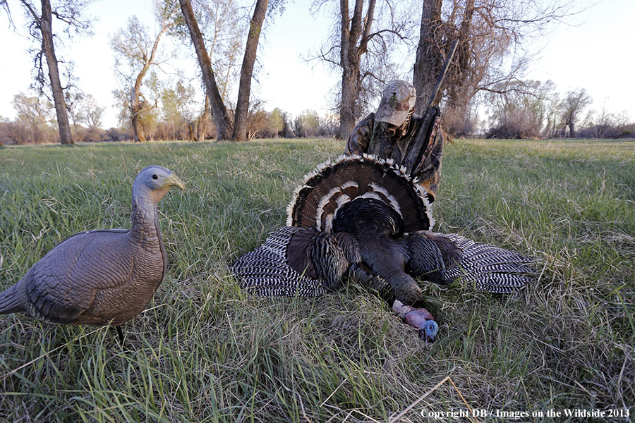 Turkey hunter with bagged turkey and hen decoy.