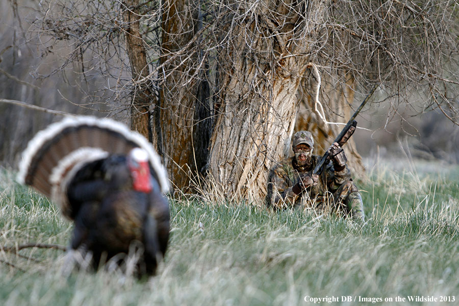 Turkey hunter shooting at gobbler.