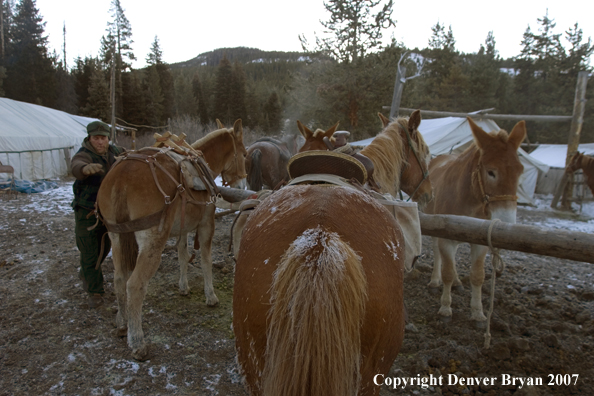 Elk hunt packstring in mountains