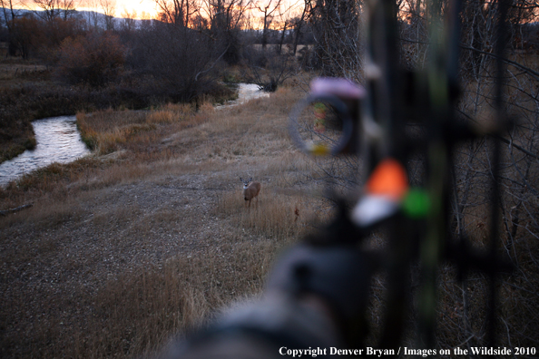 White-tailed deer in hunter's sights. 
