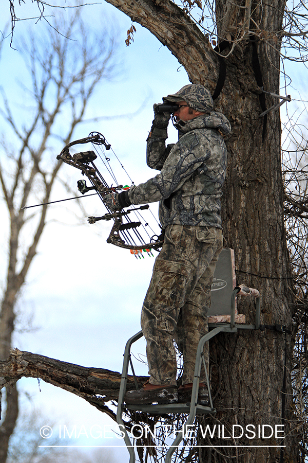 Bowhunter in tree stand glassing.