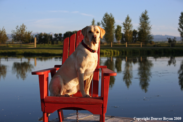 Yellow Labrador Retriever in chair