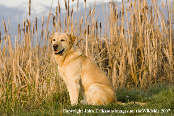 Yellow Labrador Retriever