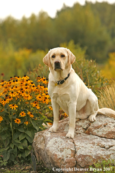 Yellow Labrador Retriever