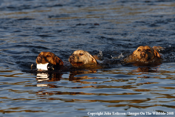 Yellow Labrador Retrievers 