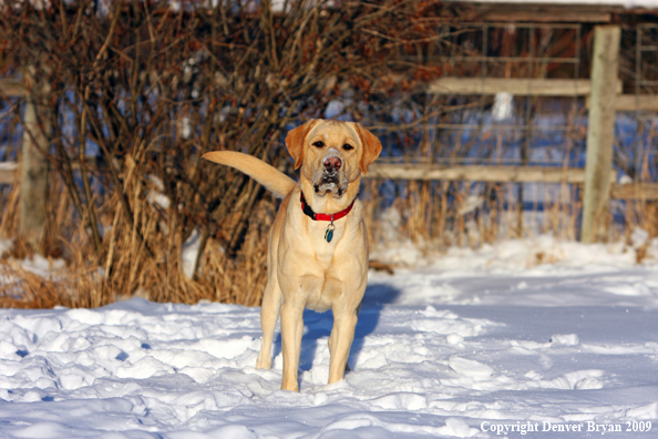 Yellow labrador retriever