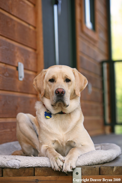 Yellow Labrador Retriever on deck