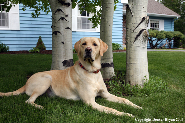Yellow Labrador Retriever in yard