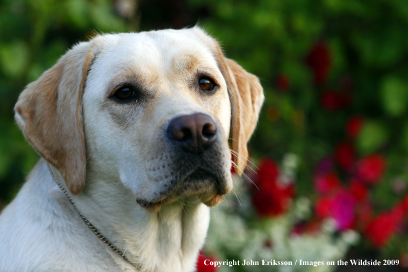 Yellow Labrador Retriever 