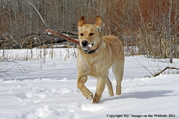 Yellow Labrador Retriever with stick