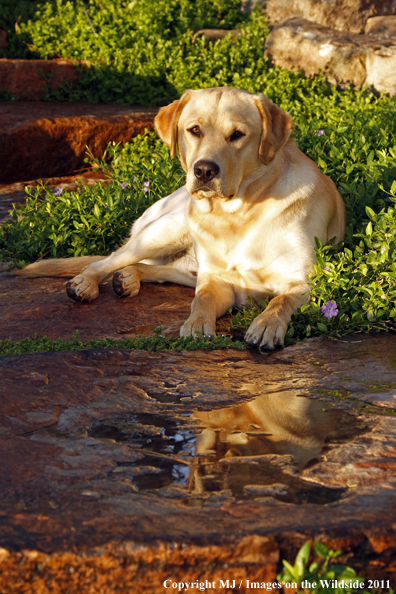Yellow Labrador Retriever.