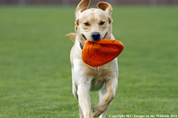 Yellow Labrador Retriever playing with frisbee. 
