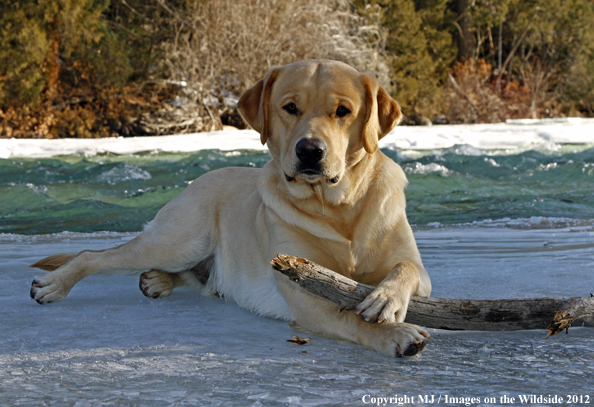 Yellow Labrador Retriever in winter. 