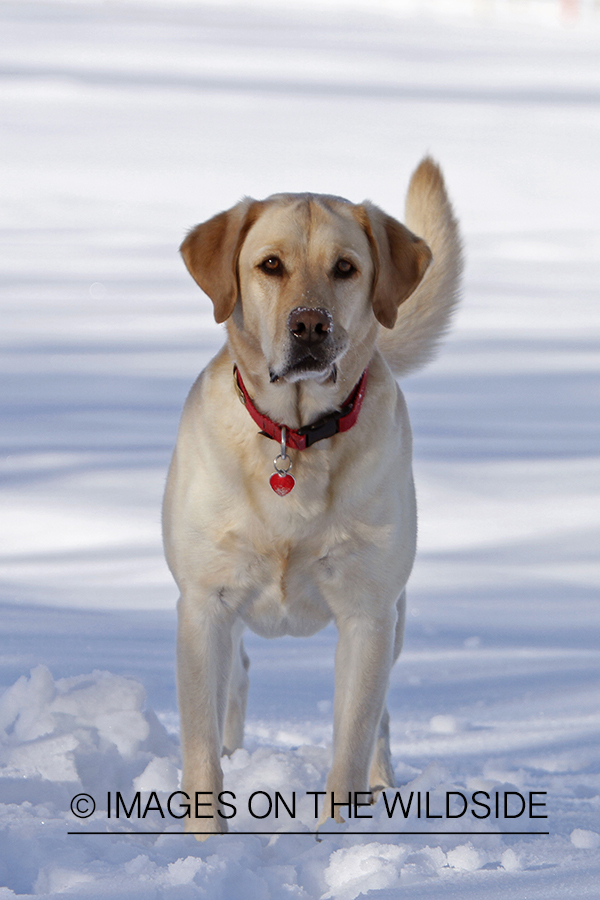 Yellow Labrador Retriever playing in snow.