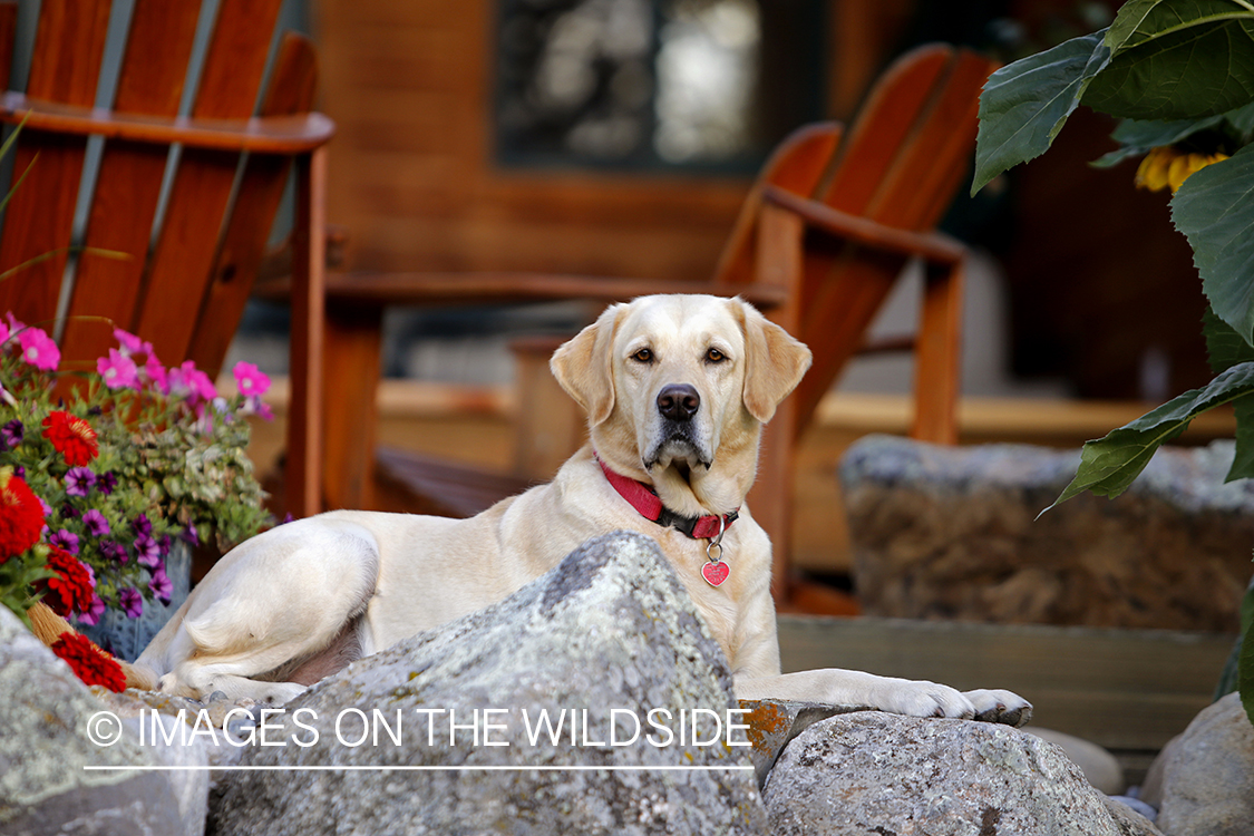 Yellow Labrador Retriever