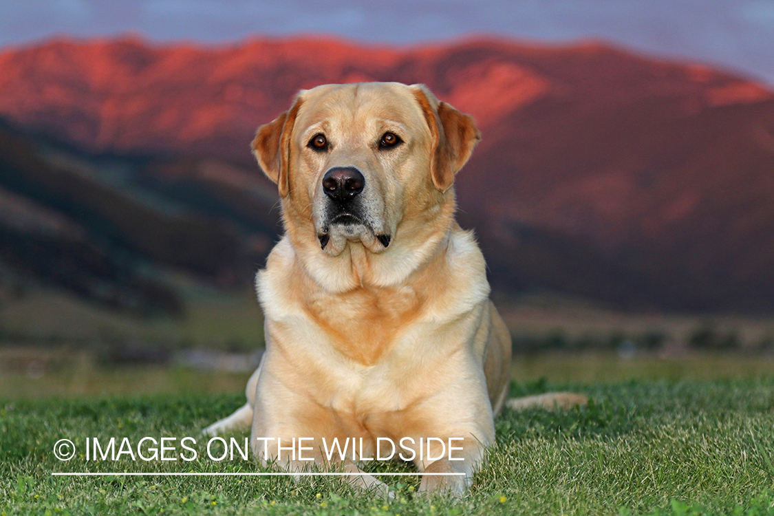 Yellow Labrador Retriever sitting in front of mountains.