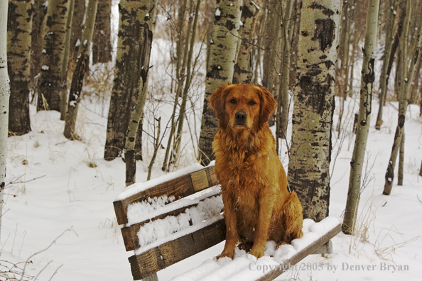 Golden Retriever on snow-covered bench.