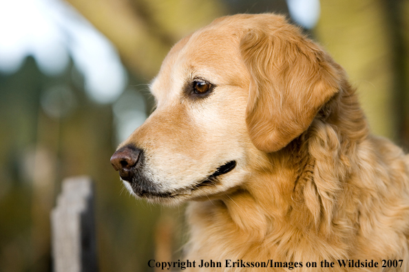 Golden Retriever 