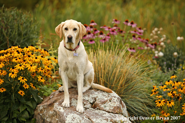Yellow Labrador Retriever