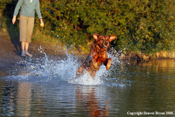 Golden Retriever leaping through the water