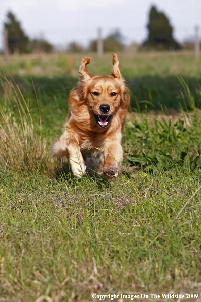 Golden retriever running