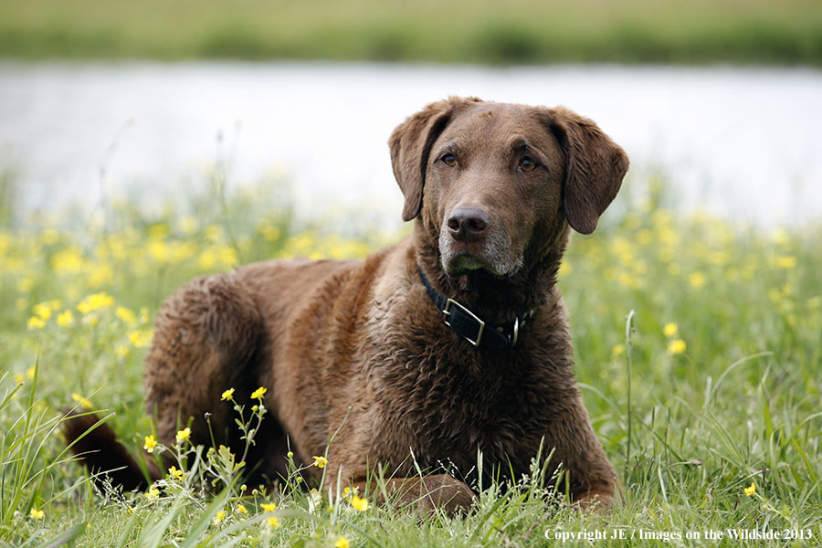 Chesapeake Bay Retriever