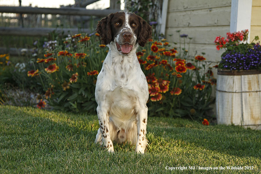 Springer Spaniel in yard.