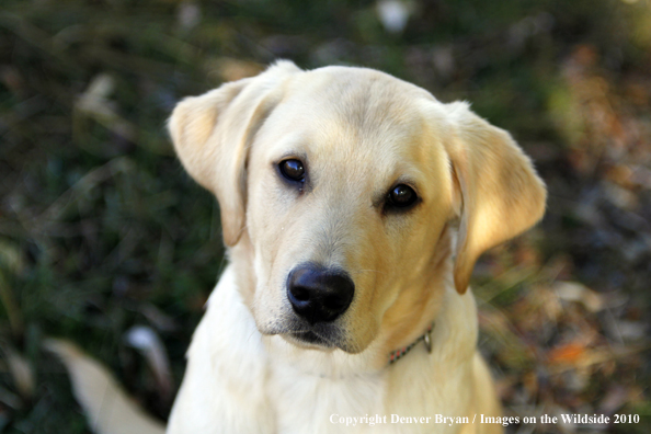 Yellow Labrador Retriever Puppy