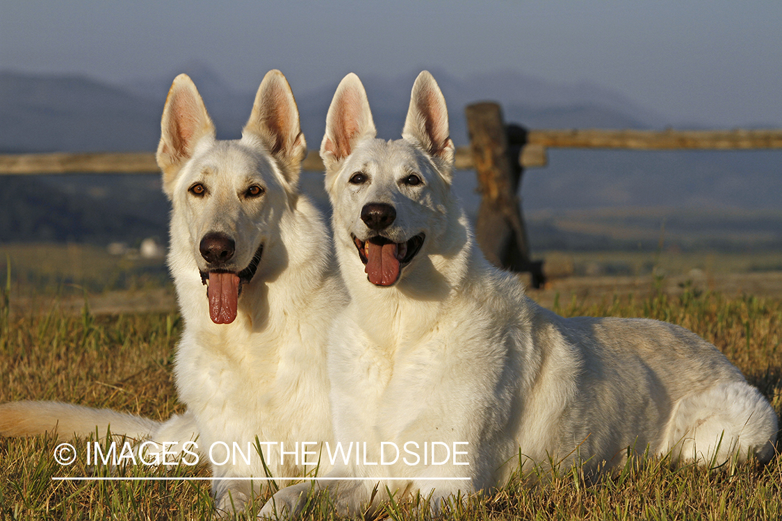 White German Shepherds