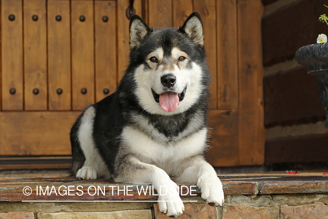 Alaskan Malamute on porch.