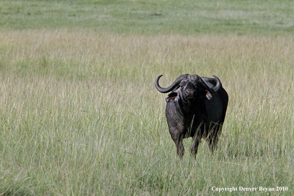Cape buffalo bull.
