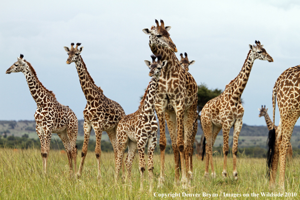 Masai Giraffe Herd