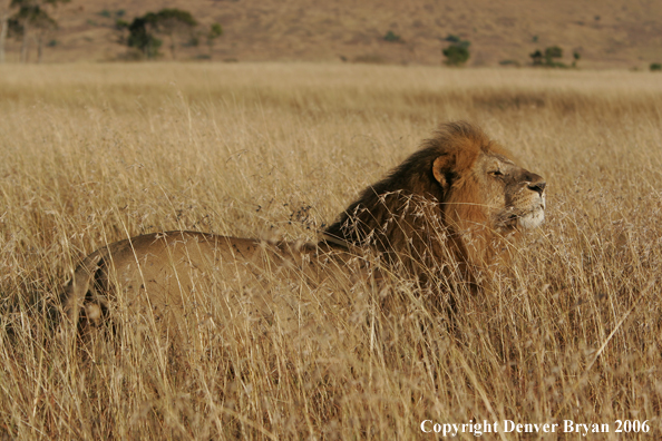 African lion watching intently