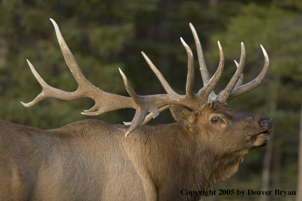 Rocky Mountain bull elk bugling.