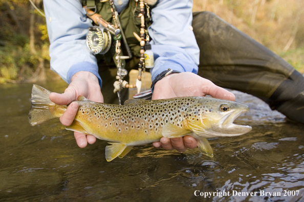 Close-up of nice brown trout.