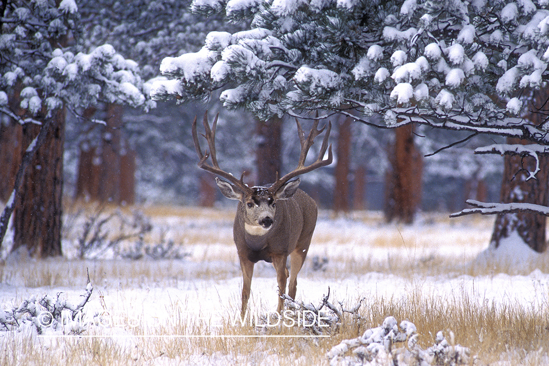Mule deer in habitat.