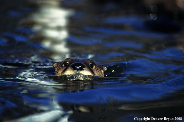 River Otter in habitat