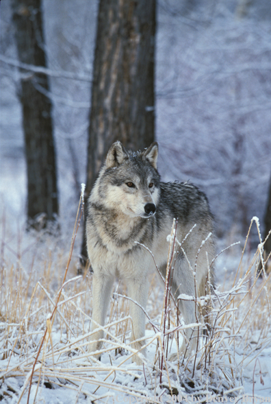 Gray wolf in winter habitat.