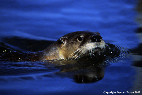 River Otter in habitat