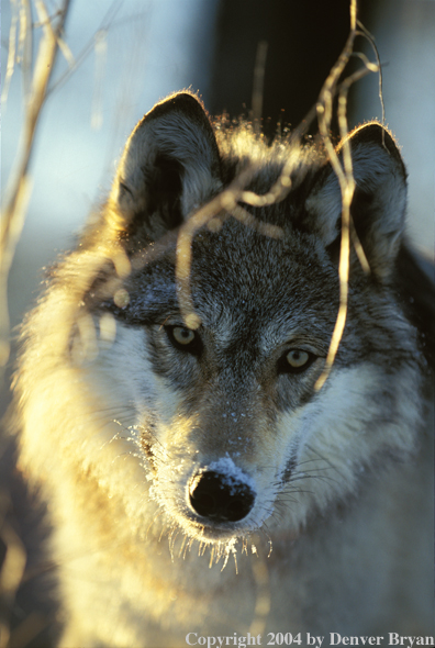 Gray wolf in habitat.