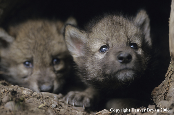 Gray wolf pups in den.