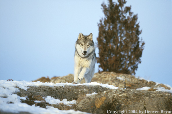 Gray wolf in winter habitat.