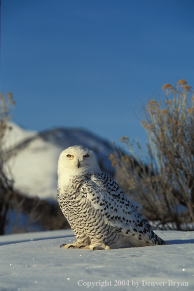 Snowy owl.